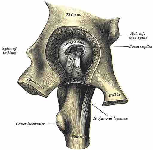 Lateral view of ischium