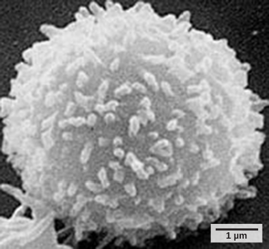 T cell by SEM