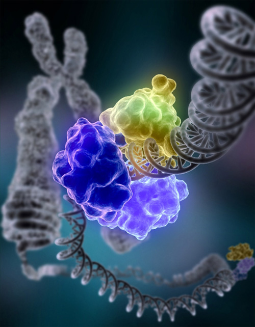 DNA Ligase I Repairing Chromosomal Damage