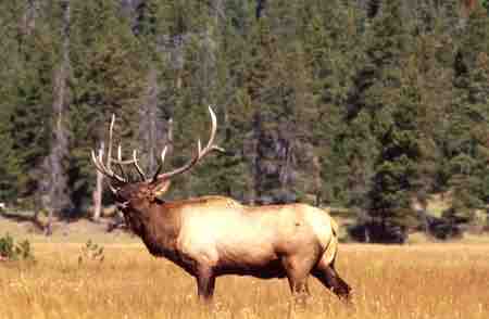 Sexual selection in elk