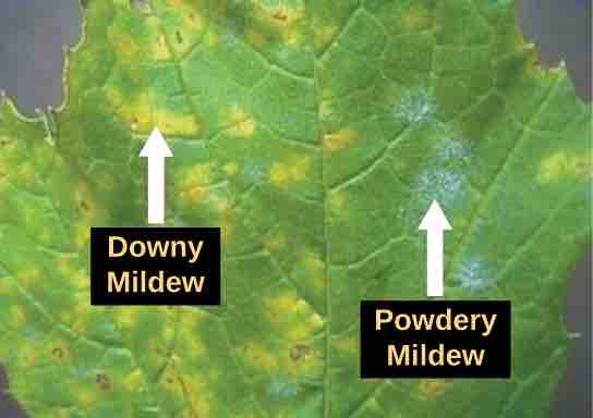 Downy mildew