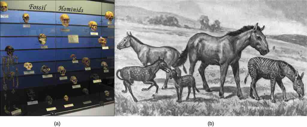 Evolution of Humans and Horses