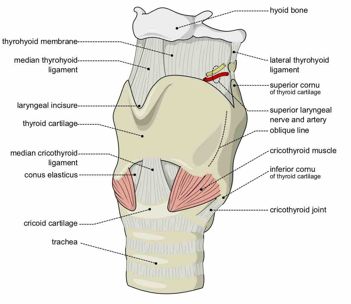 External view of the larynx