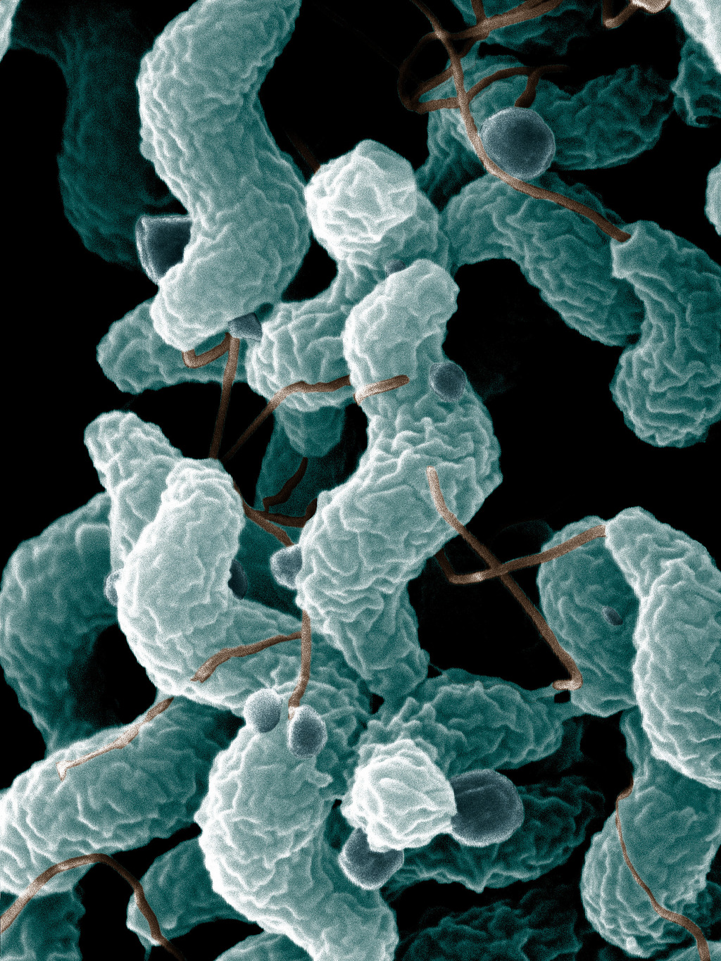 Epsilonproteobacteria