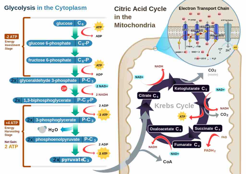 Cellular respiration in a eukaryotic cell