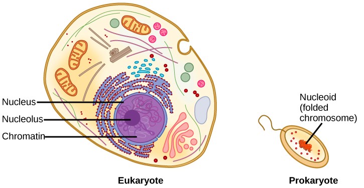 Eukaryotic and prokaryotic cells