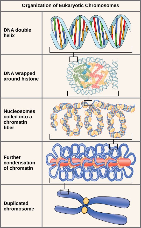 Eukaryotic chromosomes