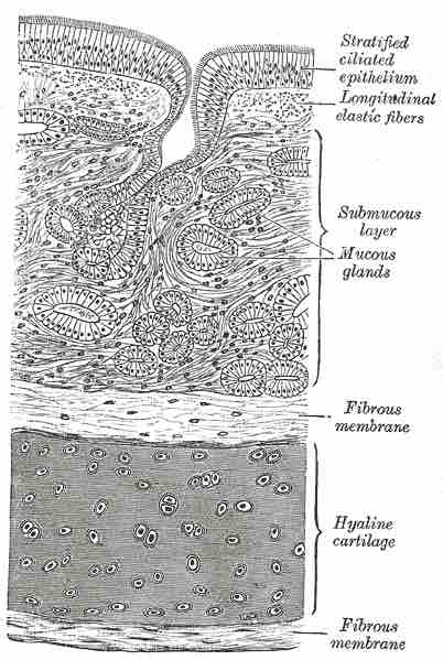 Histology of the Trachea