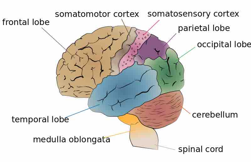 Cerebral Lobes