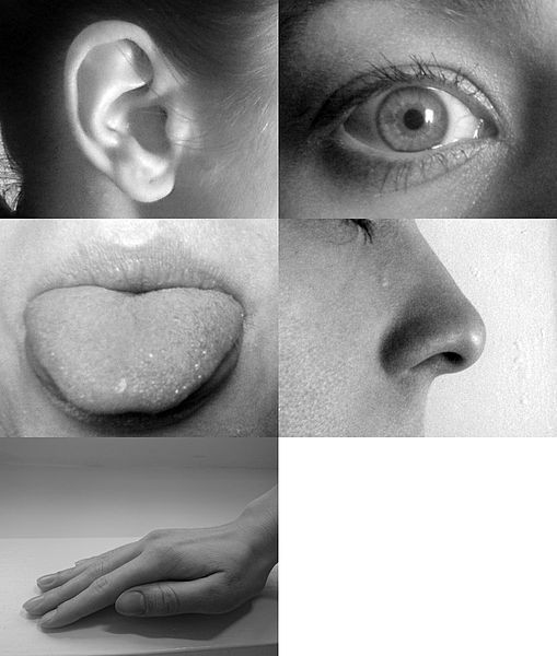 The five senses