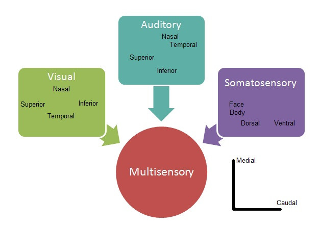 Multisensory perception