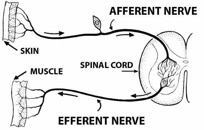 Afferent and efferent nerve transmission