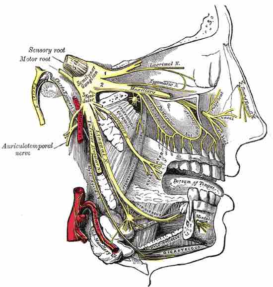 Trigeminal nerve