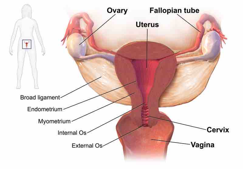 Ovary