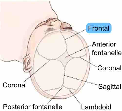 Frontal_suture_top_view.png
