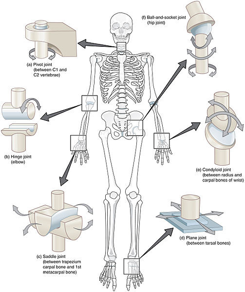 Six Types of Synovial Joints