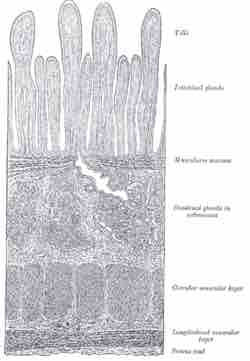 Muscularis mucosa of the submucosa