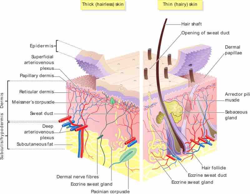 Skin sensory receptors