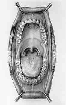 Inside of the mouth