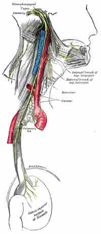 The accessory nerve