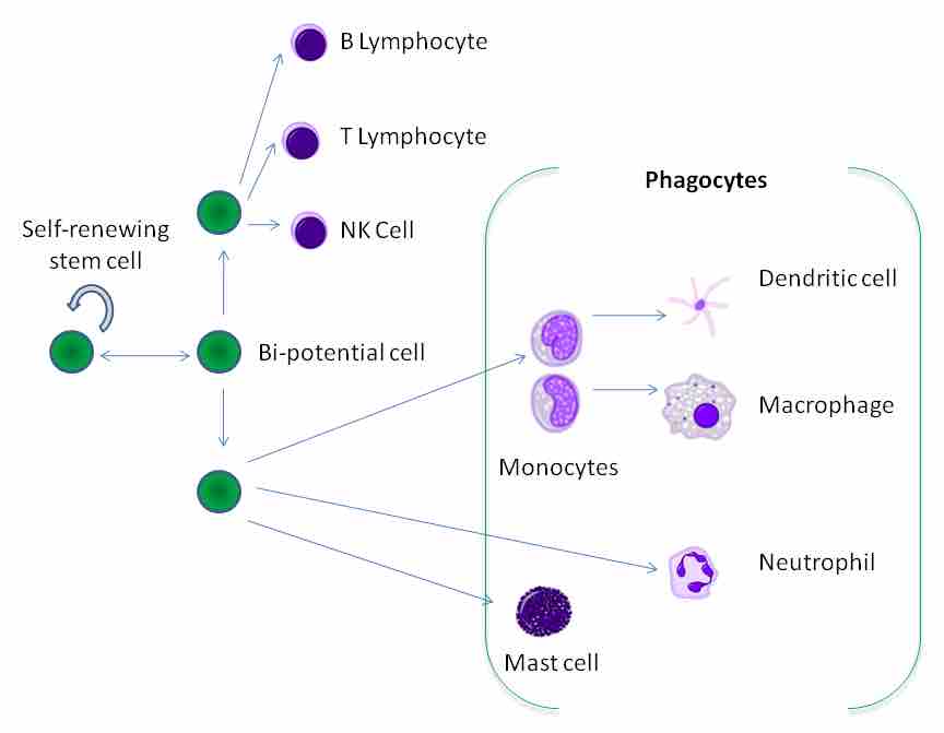 Leukocyte Differentiation