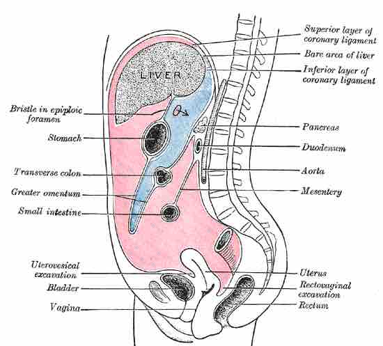 Substructures of the peritoneum