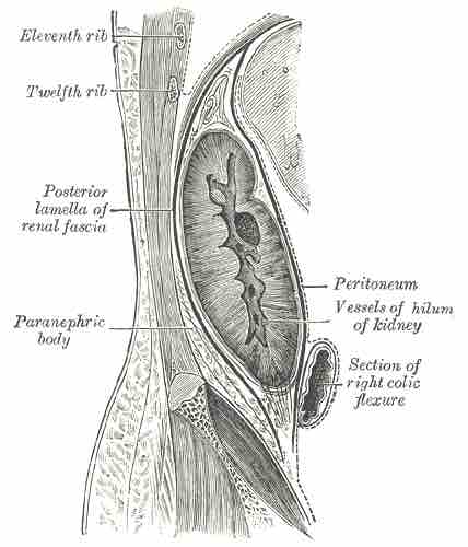 The peritoneum and the kidney