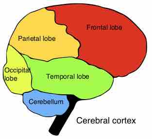 Cerebral lobes