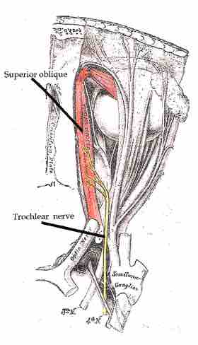 The trochlear nerve