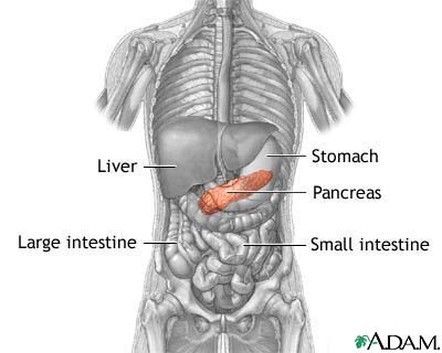 Pancreas