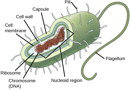 In this illustration, the prokaryotic cell has an oval shape. The circular chromosome is concentrated in a region called the nucleoid. The fluid inside the cell is called the cytoplasm. Ribosomes, depicted as small circles, float in the cytoplasm. The cytoplasm is encased by a plasma membrane, which in turn is encased by a cell wall. A capsule surrounds the cell wall. The bacterium depicted has a flagellum protruding from one narrow end. Pili are small protrusions that project from the capsule in all directions