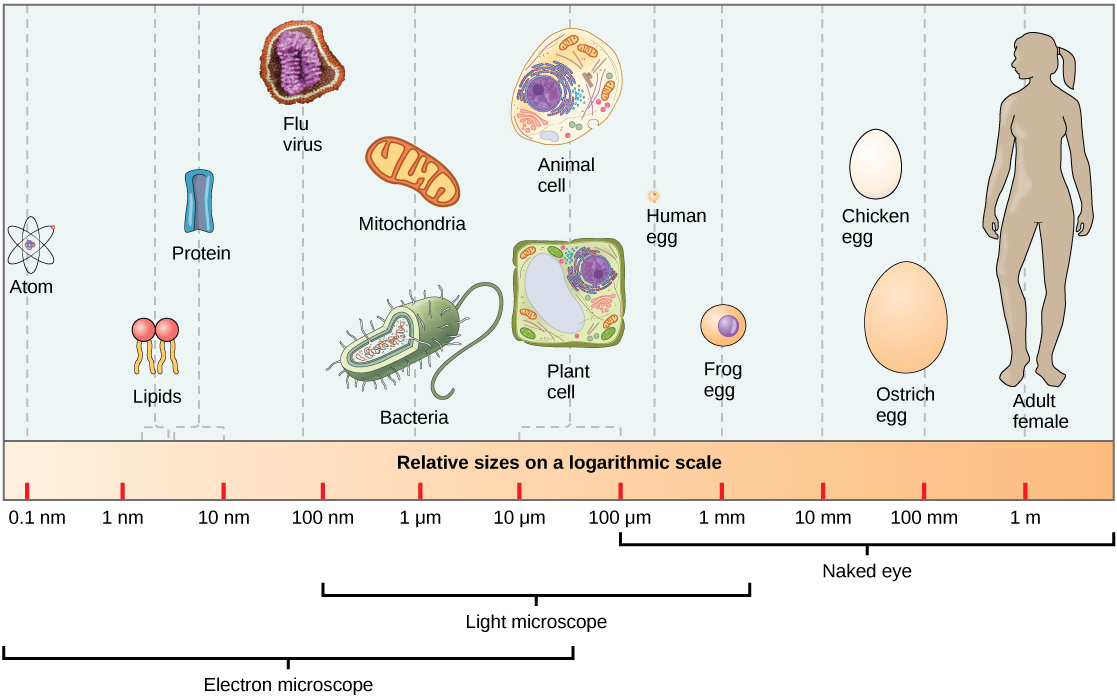 Part a: Relative sizes on a logarithmic scale, from 0.1 nm to 1 m, are shown. Objects are shown from smallest to largest. The smallest object shown, an atom, is about 1 nm in size. The next largest objects shown are lipids and proteins; these molecules are between 1 and 10 nm. Bacteria are about 100 nm, and mitochondria are about 1 greek mu m. Plant and animal cells are both between 10 and 100 greek mu m. A human egg is between 100 greek mu m and 1 mm. A frog egg is about 1 mm, A chicken egg and an ostrich egg are both between 10 and 100 mm, but a chicken egg is larger. For comparison, a human is approximately 1 m tall