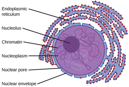 Image of the nucleus of a cell