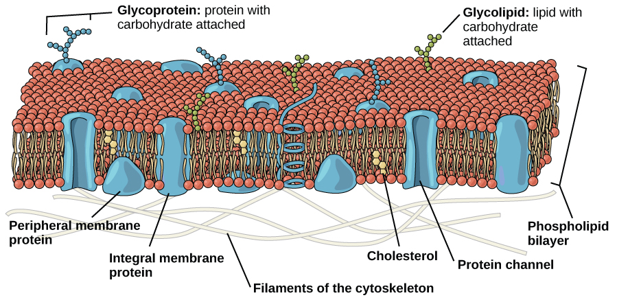 The plasma membrane is composed of a phospholipid bilayer. In the bilayer, the two long hydrophobic tails of phospholipids face toward the center, and the hydrophilic head group faces the exterior. Integral membrane proteins and protein channels span the entire bilayer. Protein channels have a pore in the middle. Peripheral membrane proteins sit on the surface of the phospholipids, and are associated with the phospholipid head groups. On the exterior side of the membrane, carbohydrates are attached to certain proteins and lipids. Filaments of the cytoskeleton line the interior of the membrane