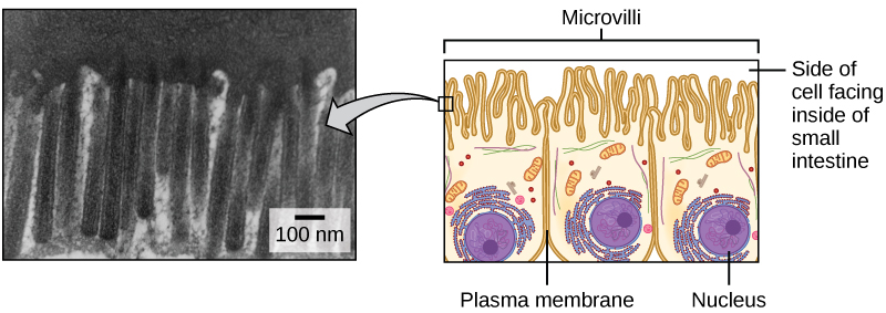 The left part of this figure is a transmission electron micrograph of microvilli, which appear as long, slender stalks extending from the plasma membrane. The right side illustrates cells containing microvilli. The microvilli cover the surface of the cell facing the interior of the small intestine