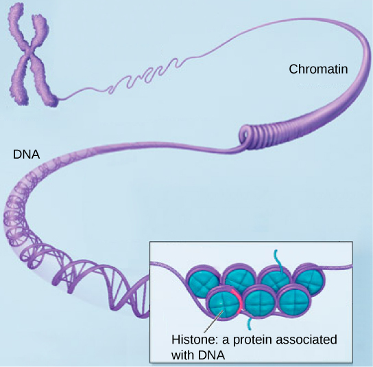 Part a: In this illustration, DNA tightly coiled into two thick cylinders is shown in the upper right. A close-up shows how the DNA is coiled around proteins called histones