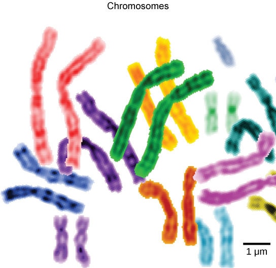 Part b: This image shows paired chromosomes