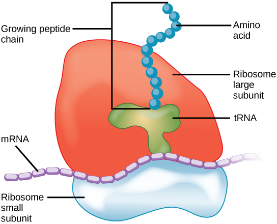 The ribosome consists of a small subunit and a large subunit, which is about three times as big as the small one. The large subunit sits on top of the small one. A chain of mRNA threads between the large and small subunits. A protein chain extends from the top of the large subunit