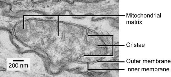 This transmission electron micrograph of a mitochondrion shows an oval outer membrane and an inner membrane with many folds called cristae. Inside the inner membrane is a space called the mitochondrial matrix