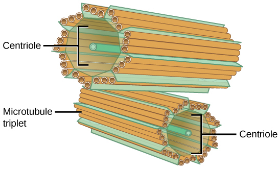 Image of a centrosome