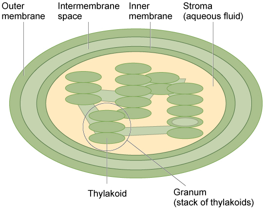 This illustration shows a chloroplast, which has an outer membrane and an inner membrane. The space between the outer and inner membranes is called the intermembrane space. Inside the inner membrane are flat, pancake-like structures called thylakoids. The thylakoids form stacks called grana. The liquid inside the inner membrane is called the stroma, and the space inside the thylakoids is called the thylakoid space