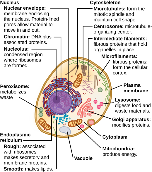 Part a: This illustration shows a typical eukaryotic animal cell, which is egg shaped. The fluid inside the cell is called the cytoplasm, and the cell is surrounded by a cell membrane. The nucleus takes up about one-half the width of the cell. Inside the nucleus is the chromatin, which is composed of DNA and associated proteins. A region of the chromatin is condensed into the nucleolus, a structure where ribosomes are synthesized. The nucleus is encased in a nuclear envelope, which is perforated by protein-lined pores that allow entry of material into the nucleus. The nucleus is surrounded by the rough and smooth endoplasmic reticulum, or ER. The smooth ER is the site of lipid synthesis. The rough ER has embedded ribosomes that give it a bumpy appearance. It synthesizes membrane and secretory proteins. In addition to the ER, many other organelles float inside the cytoplasm. These include the Golgi apparatus, which modifies proteins and lipids synthesized in the ER. The Golgi apparatus is made of layers of flat membranes. Mitochondria, which produce food for the cell, have an outer membrane and a highly folded inner membrane. Other, smaller organelles include peroxisomes that metabolize waste, lysosomes that digest food, and vacuoles. Ribosomes, responsible for protein synthesis, also float freely in the cytoplasm and are depicted as small dots. The last cellular component shown is the cytoskeleton, which has four different types of components: microfilaments, intermediate filaments, microtubules, and centrosomes. Microfilaments are fibrous proteins that line the cell membrane and make up the cellular cortex. Intermediate filaments are fibrous proteins that hold organelles in place. Microtubules form the mitotic spindle and maintain cell shape. Centrosomes are made of two tubular structures at right angles to one another. They form the microtubule-organizing center
