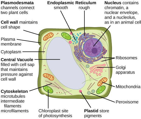 Part b: This illustration depicts a typical eukaryotic plant cell. The nucleus of a plant cell contains chromatin and a nucleolus, the same as an animal cell. Other structures that the plant cell has in common with the animal cell include rough and smooth endoplasmic reticulum, the Golgi apparatus, mitochondria, peroxisomes, and ribosomes. The fluid inside the plant cell is called the cytoplasm, just as it is in an animal cell. The plant cell has three of the four cytoskeletal components found in animal cells: microtubules, intermediate filaments, and microfilaments. Plant cells do not have centrosomes. Plant cells have four structures not found in animals cells: chloroplasts, plastids, a central vacuole, and a cell wall. Chloroplasts are responsible for photosynthesis; they have an outer membrane, an inner membrane, and stack of membranes inside the inner membrane. The central vacuole is a very large, fluid-filled structure that maintains pressure against the cell wall. Plastids store pigments. The cell wall is outside the cell membrane