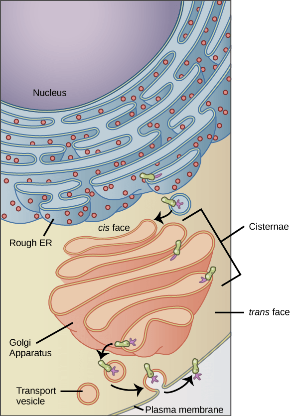 The left part of this figure shows the rough ER with an integral membrane protein embedded in it. The part of the protein facing the inside of the ER has a carbohydrate attached to it. The protein is shown leaving the ER in a vesicle that fuses with the cis side of the Golgi apparatus. The Golgi apparatus consists of several layers of membranes, called cisternae. As the protein passes through the cisternae, it is further modified by the addition of more carbohydrates. Eventually, it leaves the trans face of the Golgi in a vesicle. The vesicle fuses with the cell membrane so that the carbohydrate that was on the inside of the vesicle now faces the outside of the membrane. At the same time, the contents of the vesicle are ejected from the cell
