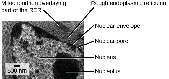 In this transmission electron micrograph, the nucleus is the most prominent feature. The nucleolus is a circular, dark region inside the nucleus. A nuclear pore can be seen in the nuclear envelope that surrounds the nucleus. The rough endoplasmic reticulum surrounds the nucleus, appearing as many layers of membranes. A mitochondrion sits between the layers of the ER membrane