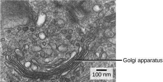 In this transmission electron micrograph, the Golgi apparatus appears as a stack of membranes surrounded by unnamed organelles