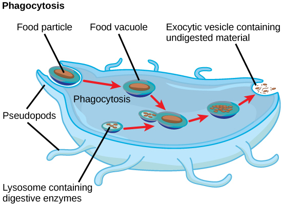 In this illustration, a eukaryotic cell is shown consuming a bacterium. As the bacterium is consumed, it is encapsulated in a vesicle. The vesicle fuses with a lysosome, and proteins inside the lysosome digest the bacterium