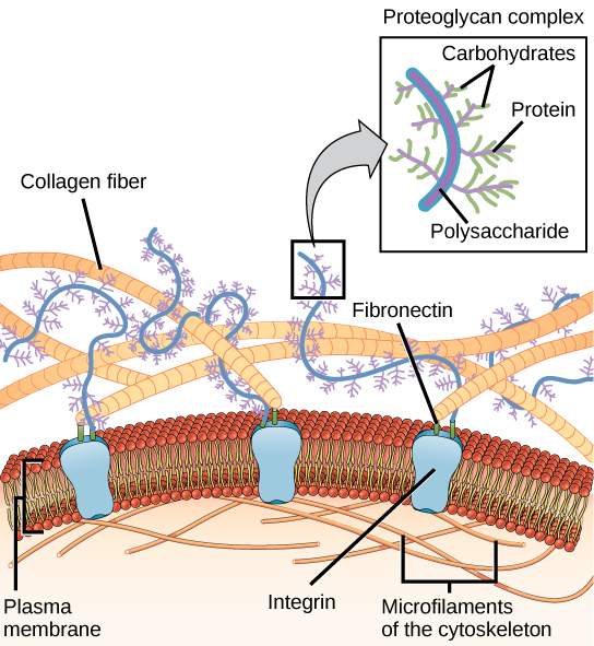 This illustration shows the plasma membrane. Embedded in the plasma membrane are integral membrane proteins called integrins. On the exterior of the cell is a vast network of collagen fibers. The fibers are attached to the integrins via a protein called fibronectin. Proteoglycan complexes also extend from the plasma membrane to the extracellular matrix. A close-up view shows that each proteoglycan complex is composed of a polysaccharide core. Proteins branch from this core, and carbohydrates branch from the proteins. The inside of the cytoplasmic membrane is lined with microfilaments of the cytoskeleton