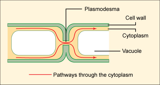 This illustration shows two plant cells side-by-side. A gap in the cell wall, a plasmodesma, allows fluid and small molecules to pass from the cytoplasm of one cell to the cytoplasm of the other