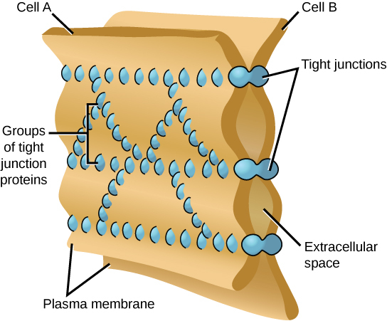 This illustration shows two cell membranes joined together by a matrix of tight junctions
